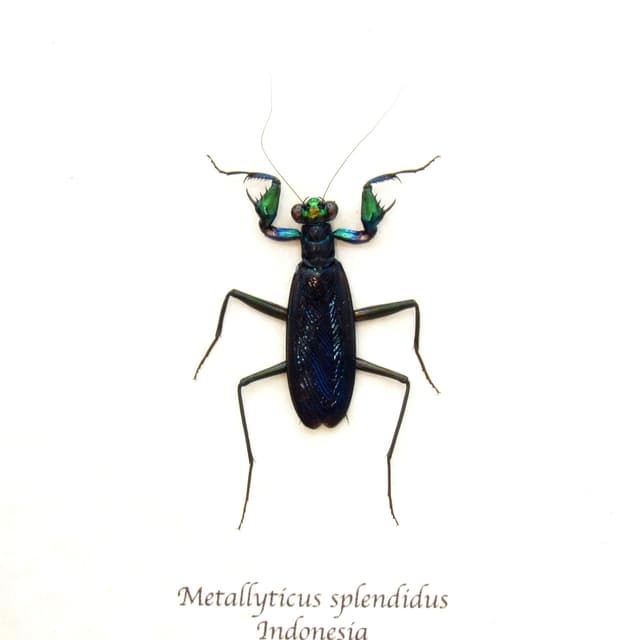 Real metallic mantis framed taxidermy - Metallyticus splendidus - female