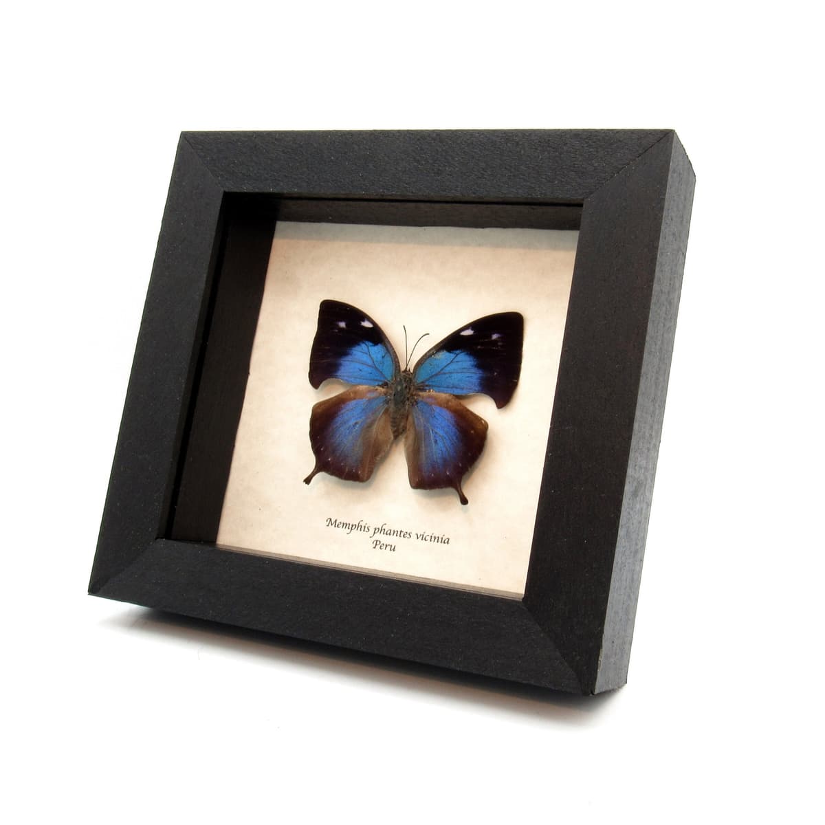 Rare Blue Hatchet Wing butterfly framed taxidermy - Memphis phantes vicinia - female