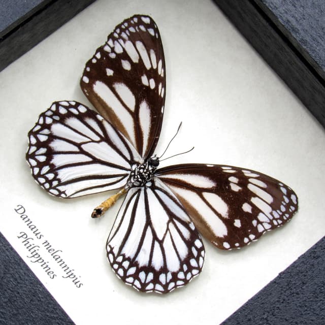 Real White Tiger butterfly framed taxidermy - Danaus melannipus