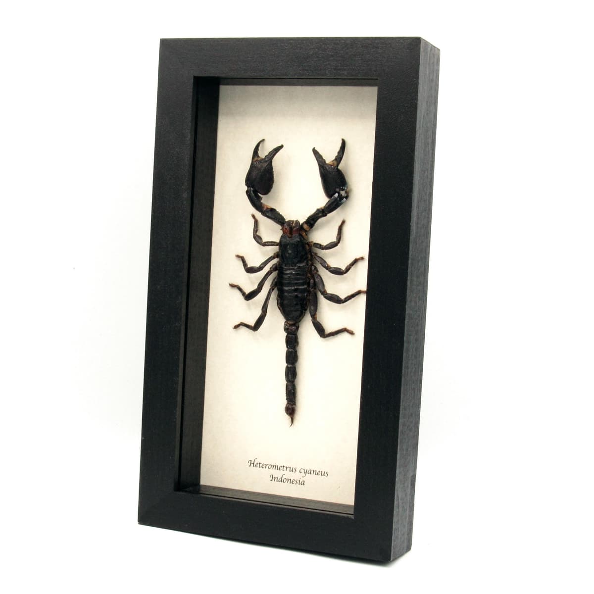 Real Giant Scorpion framed taxidermy - Heterometrus cyaneus - large