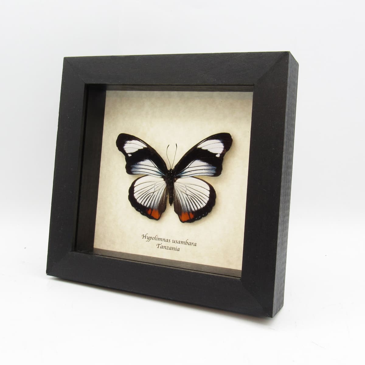 Rare Red Spot Diadem butterfly framed - Hypolimnas usambara - large female