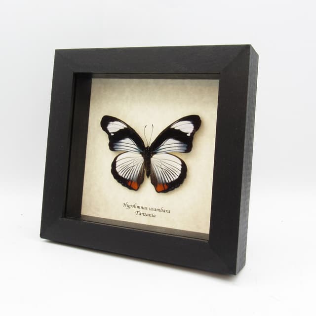 Rare Red Spot Diadem butterfly framed - Hypolimnas usambara - large female