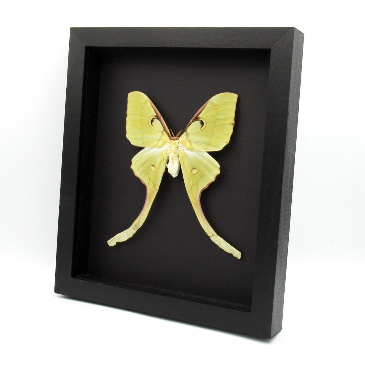 Real Giant Malaysian Moon moth framed taxidermy - Actias maenas - female - minor damage