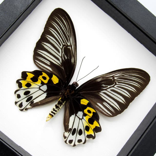 Real XL Birdwing butterfly framed taxidermy - Troides hypolitus cellularis - female