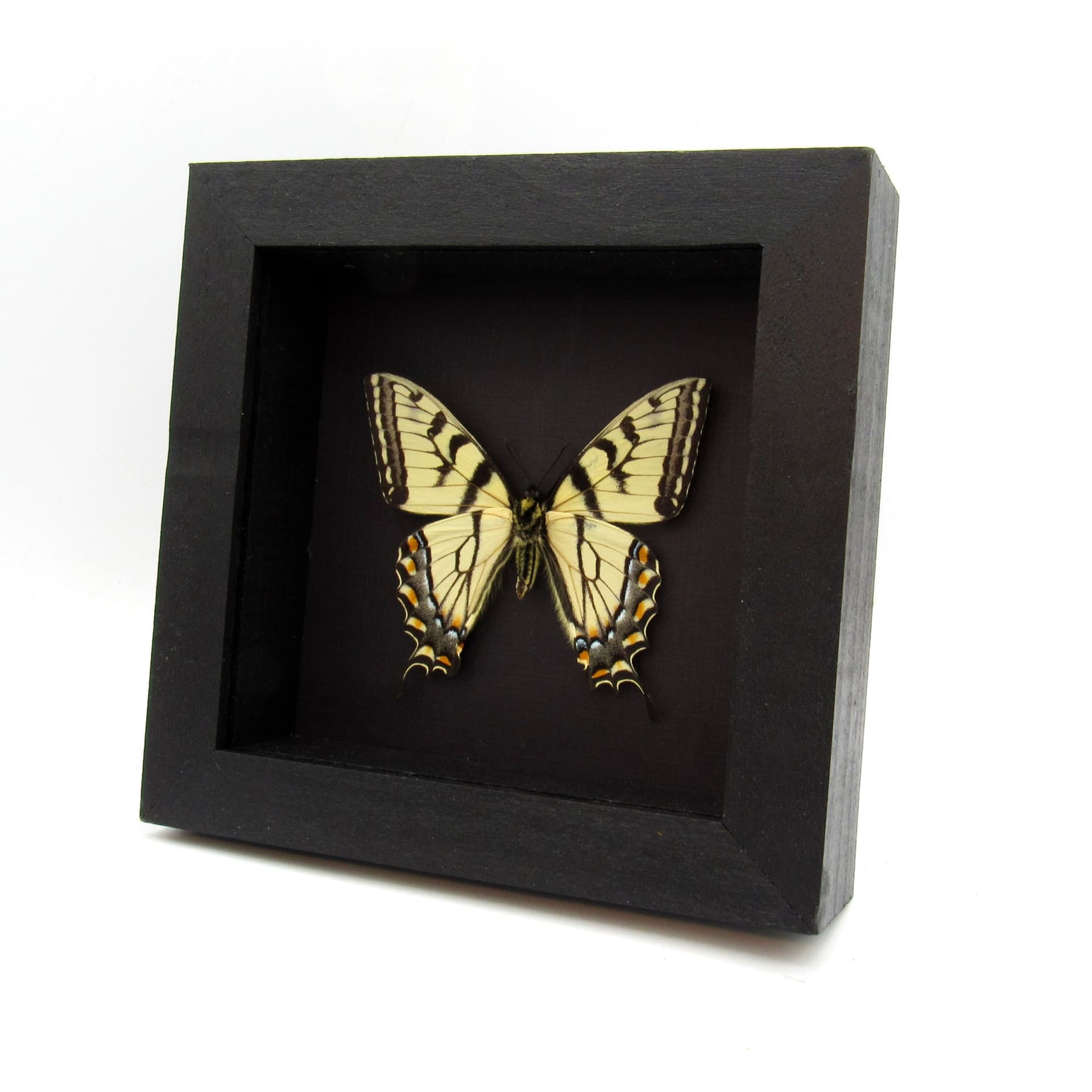 Real Tiger Swallowtail framed taxidermy - Papilio glaucus