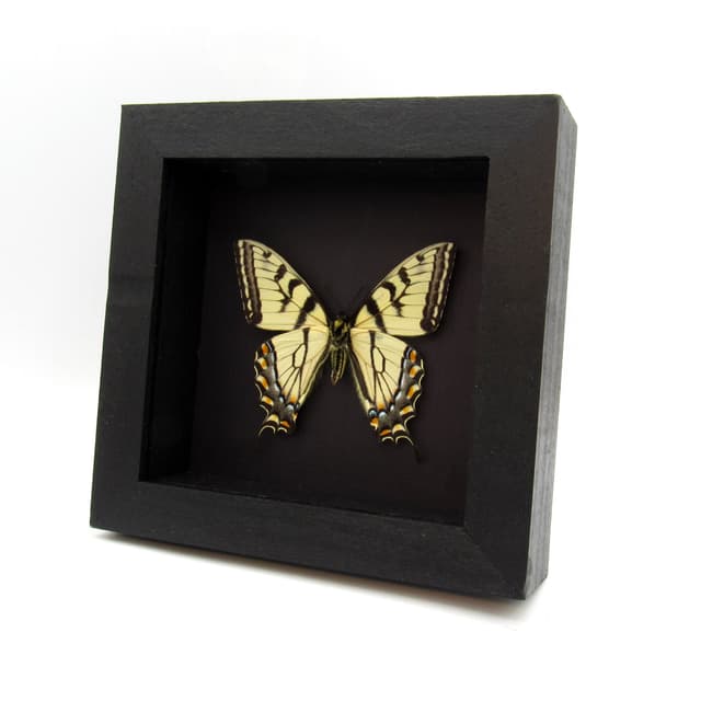 Real Tiger Swallowtail framed taxidermy - Papilio glaucus
