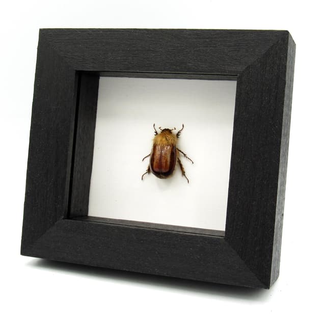 Rare Woolly Leaf Chafer beetle framed specimen - Sparrmannia flava