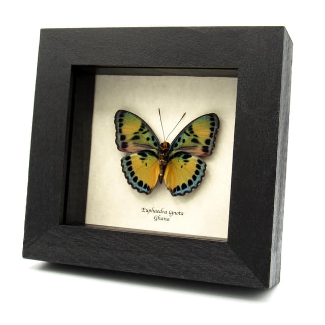 Rare Ghana Ceres Forester butterfly framed taxidermy - Euphaedra ignota