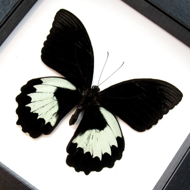 Real large black Orchard Swallowtail butterfly framed taxidermy - Papilio aegeus ormenus