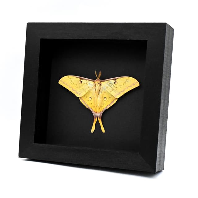 Real Golden Moon moth framed taxidermy - Actias sinensis - Victorian mount