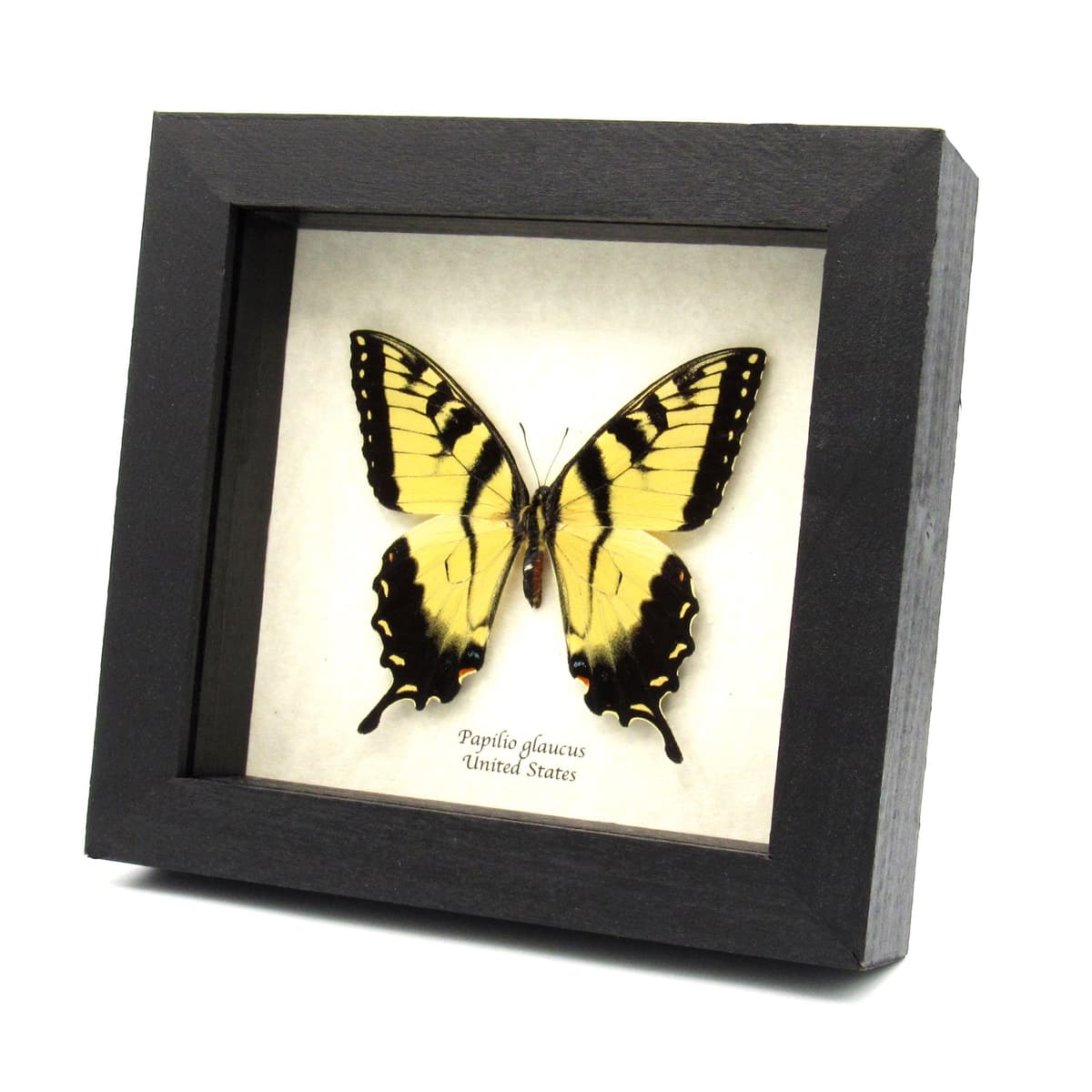 Real Tiger Swallowtail framed taxidermy - Papilio glaucus