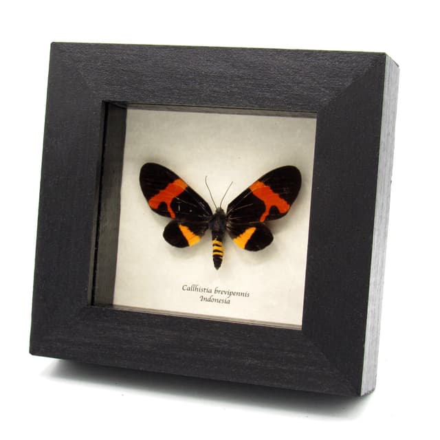 Rare red day flying moth framed taxidermy - Callhistia brevipennis