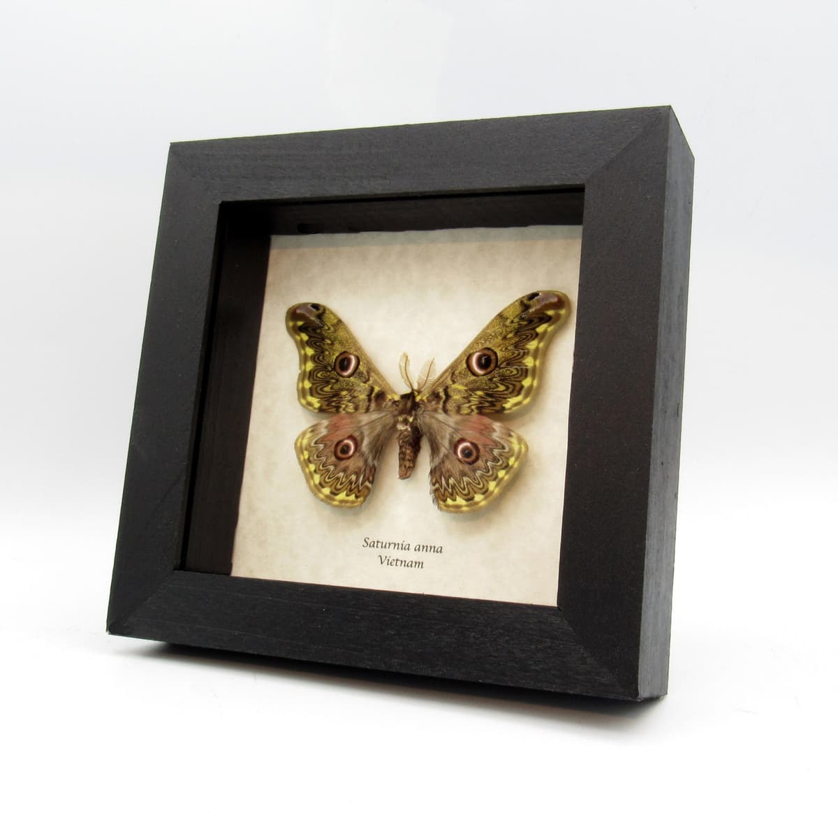 Rare yellow Saturn moth framed taxidermy - Saturnia anna