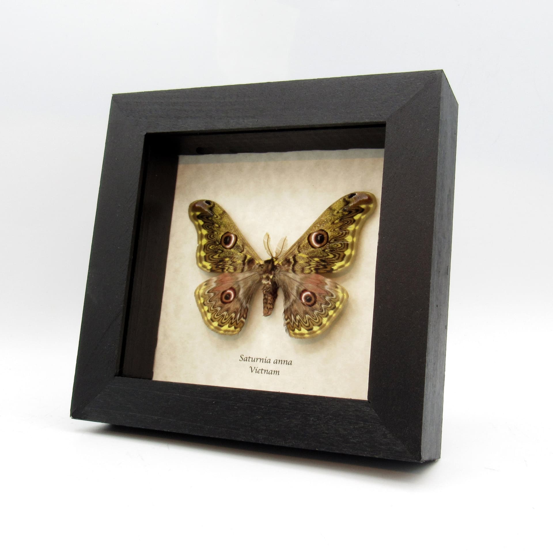 Rare yellow Saturn moth framed taxidermy - Saturnia anna
