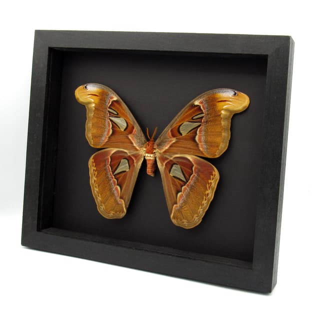 XL framed Atlas moth taxidermy - Attacus atlas - 8.35" female