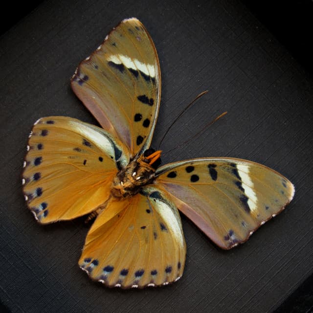 Real golden Forester butterfly framed taxidermy - Euphaedra species
