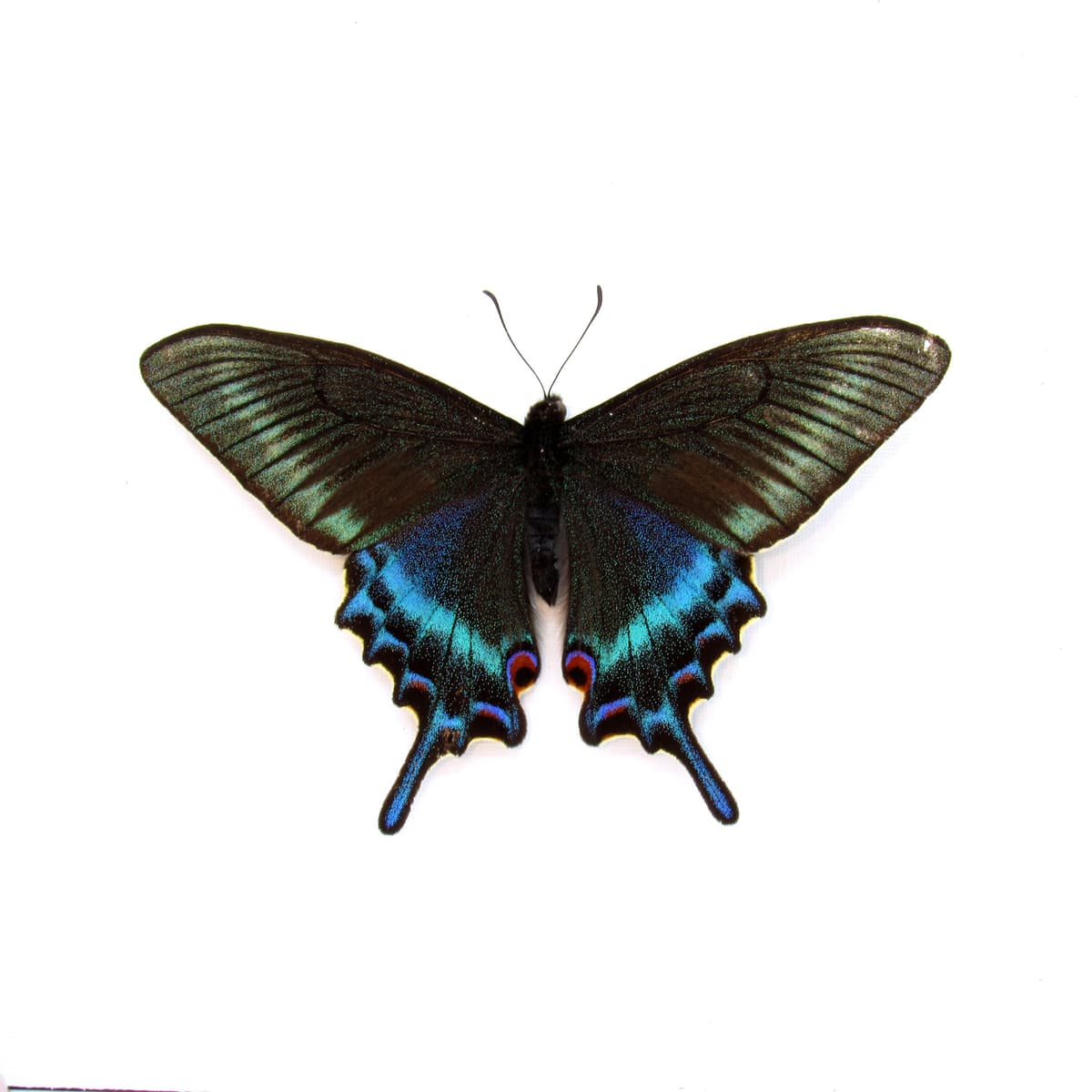 Real Alpine Black Swallowtail framed taxidermy - Papilio maackii - Victorian mount