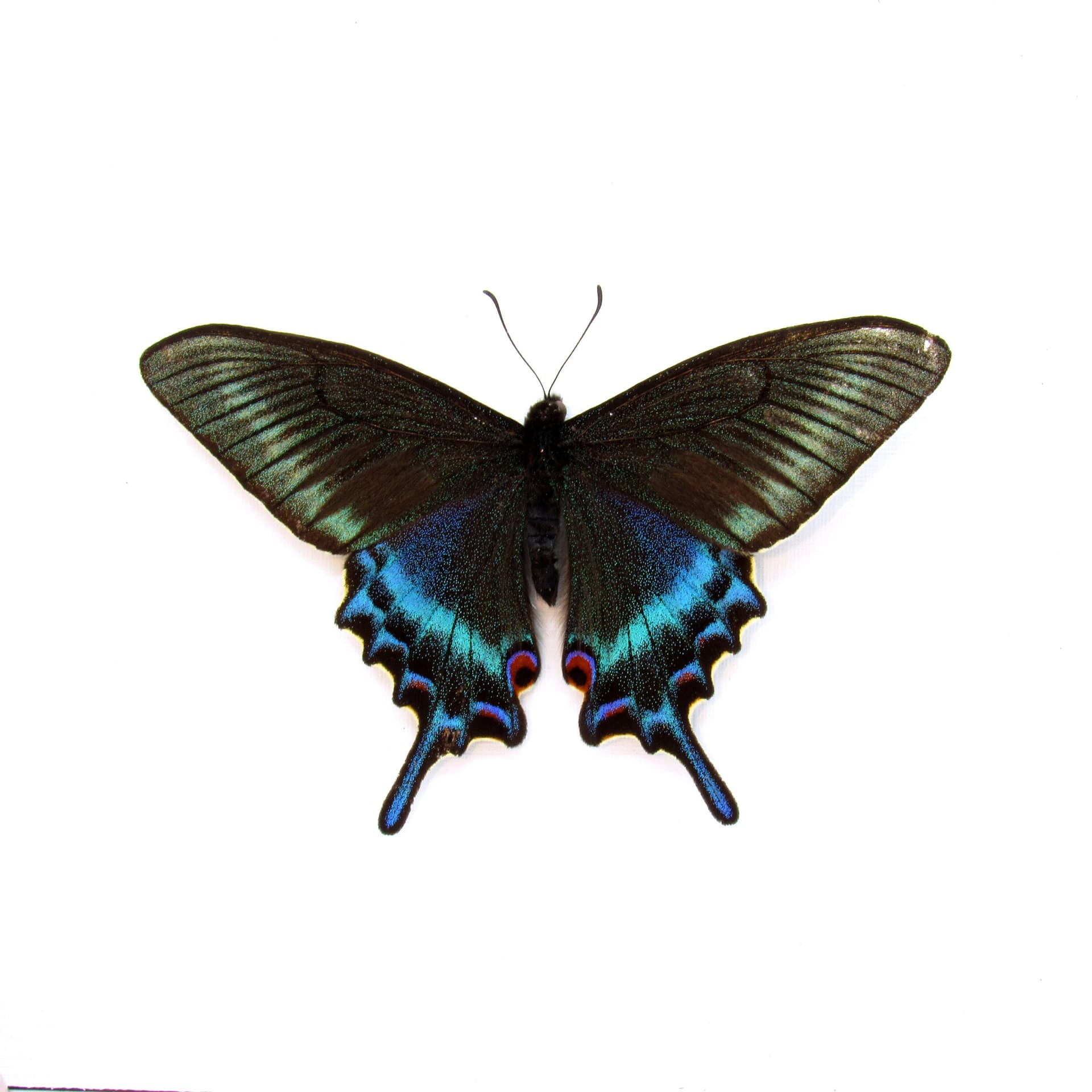 Real Alpine Black Swallowtail framed taxidermy - Papilio maackii - Victorian mount
