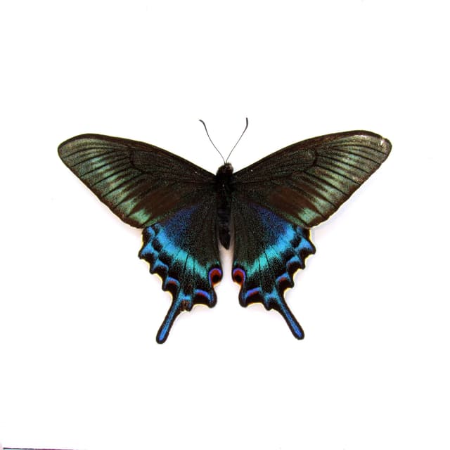 Real Alpine Black Swallowtail framed taxidermy - Papilio maackii - Victorian mount