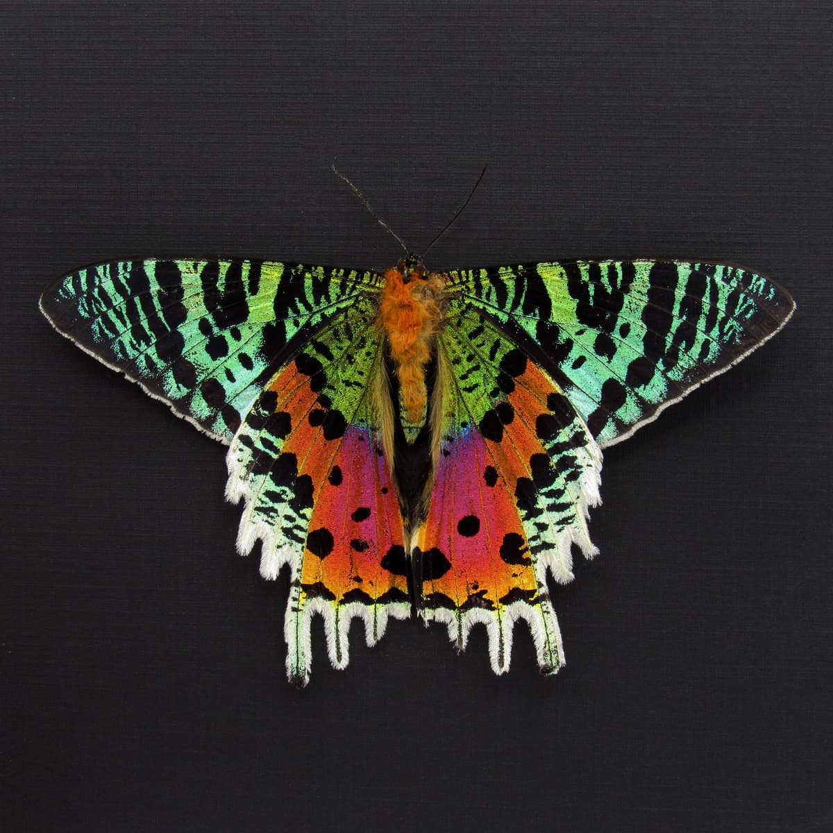 Real Rainbow Sunset Moth framed - Urania ripheus - Victorian mount