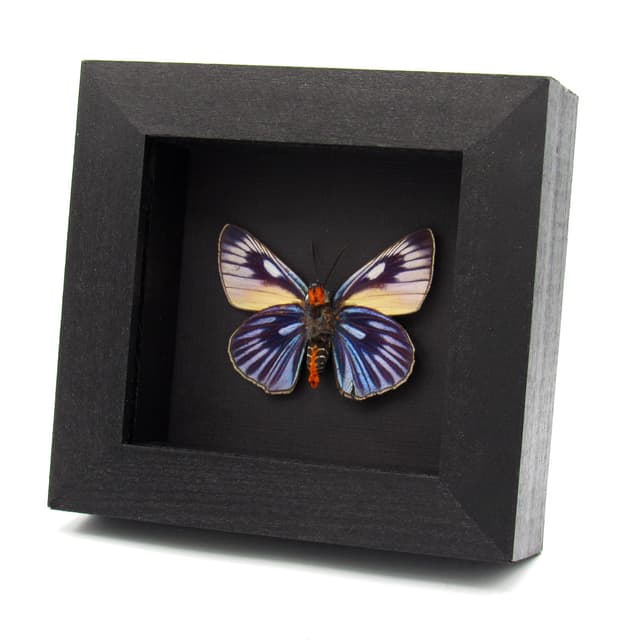 Rare Giant Blue Skipper butterfly framed taxidermy - Burara imperialis - minor damage
