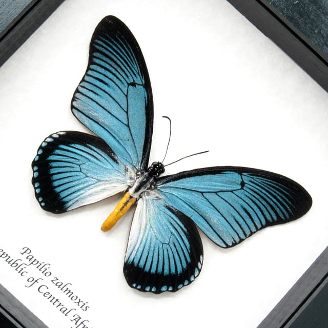 Real XL Giant Blue Swallowtail butterfly framed taxidermy - Papilio zalmoxis