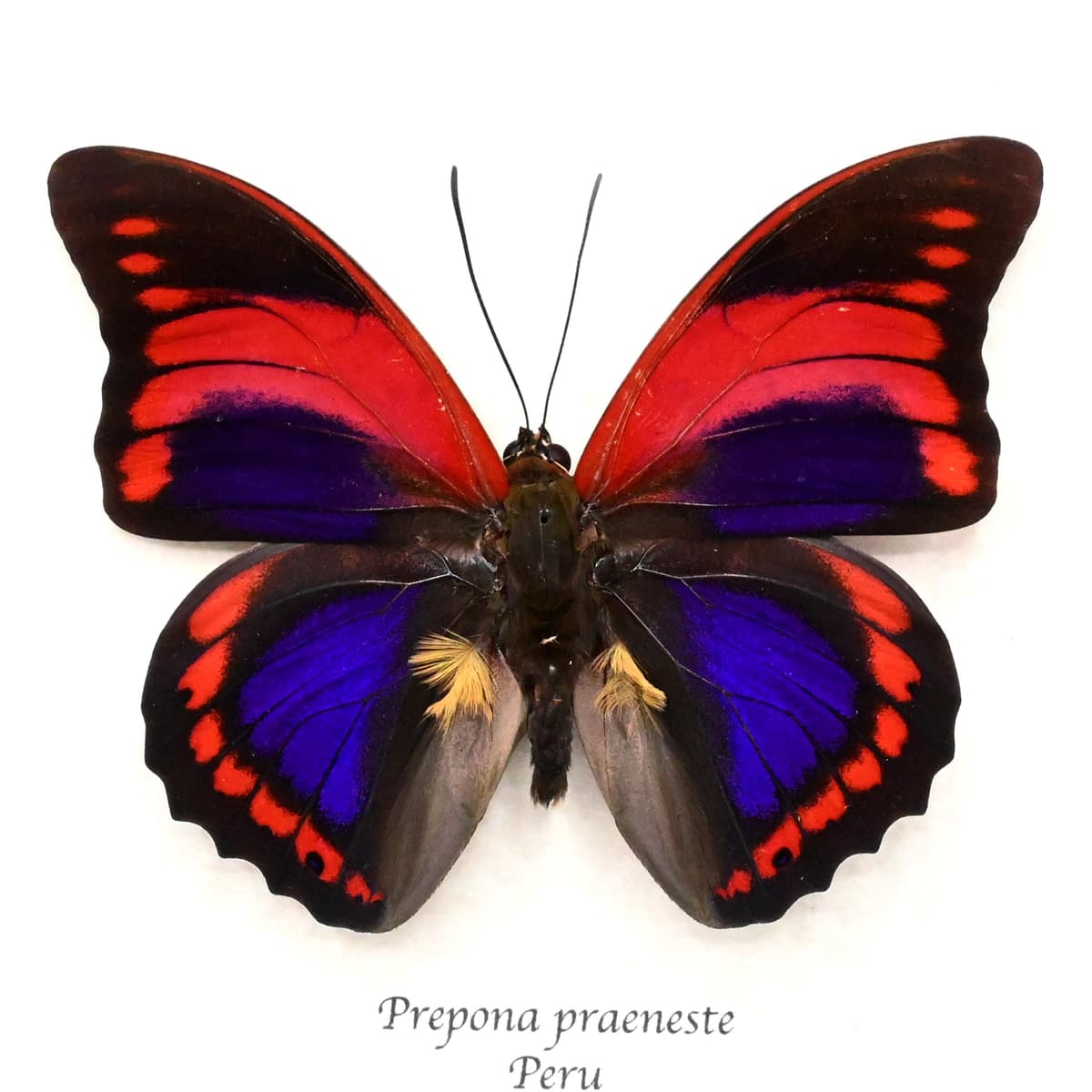 Rare Fuchsia Brush-footed butterfly framed taxidermy - Prepona praeneste