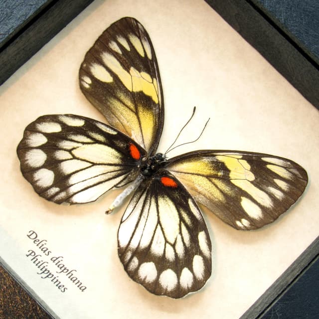 Real black and white Delias butterfly framed taxidermy - Delias diaphana - female