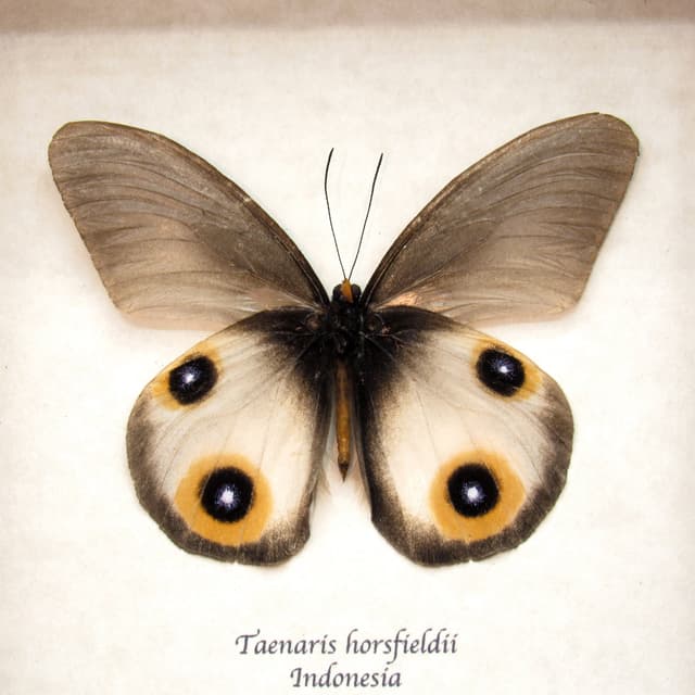 Real Owl butterfly framed taxidermy - Taenaris horsfieldii