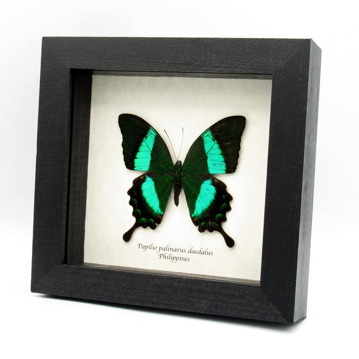Real Emerald Swallowtail framed butterfly taxidermy - Papilio palinarus daedalus