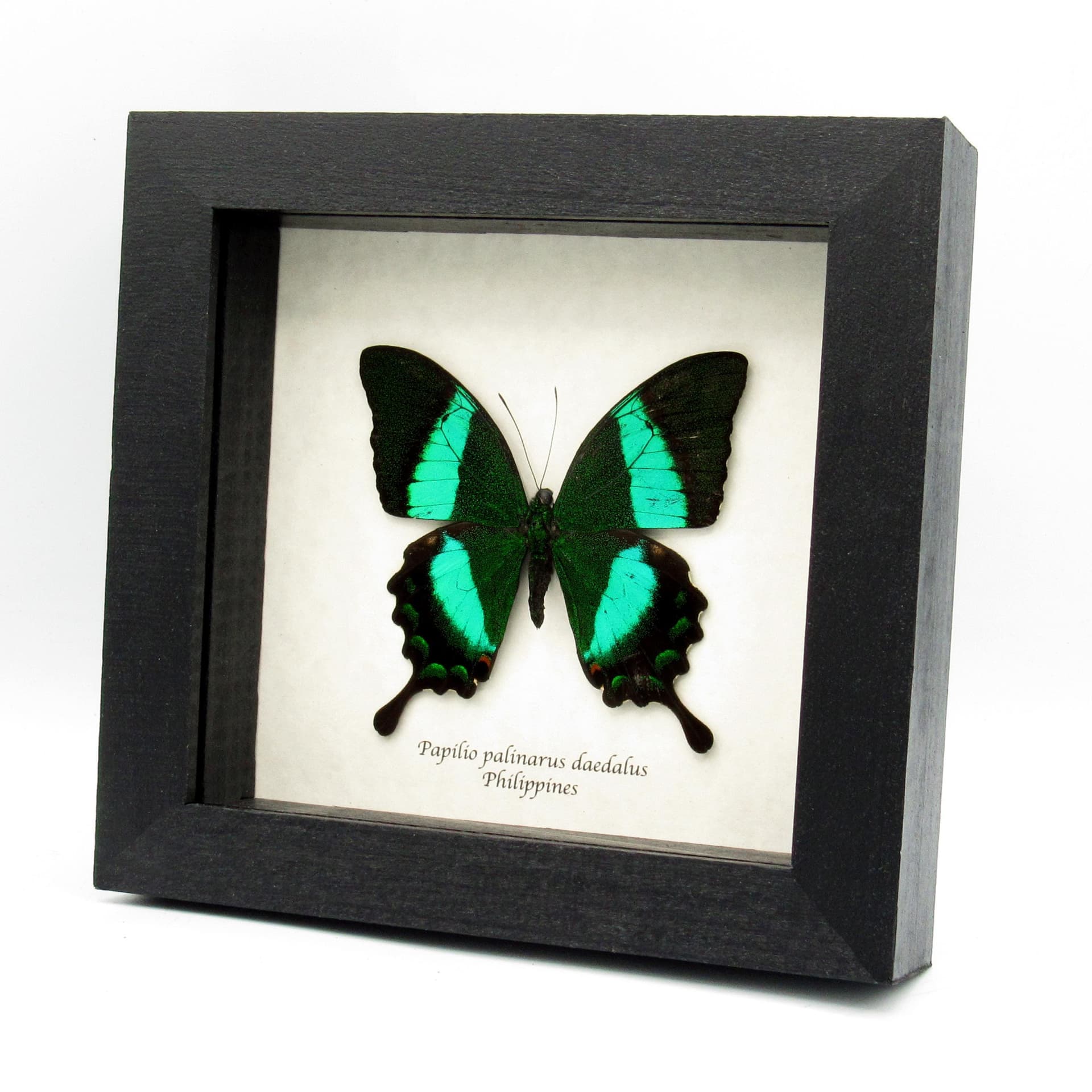 Real Emerald Swallowtail framed butterfly taxidermy - Papilio palinarus daedalus