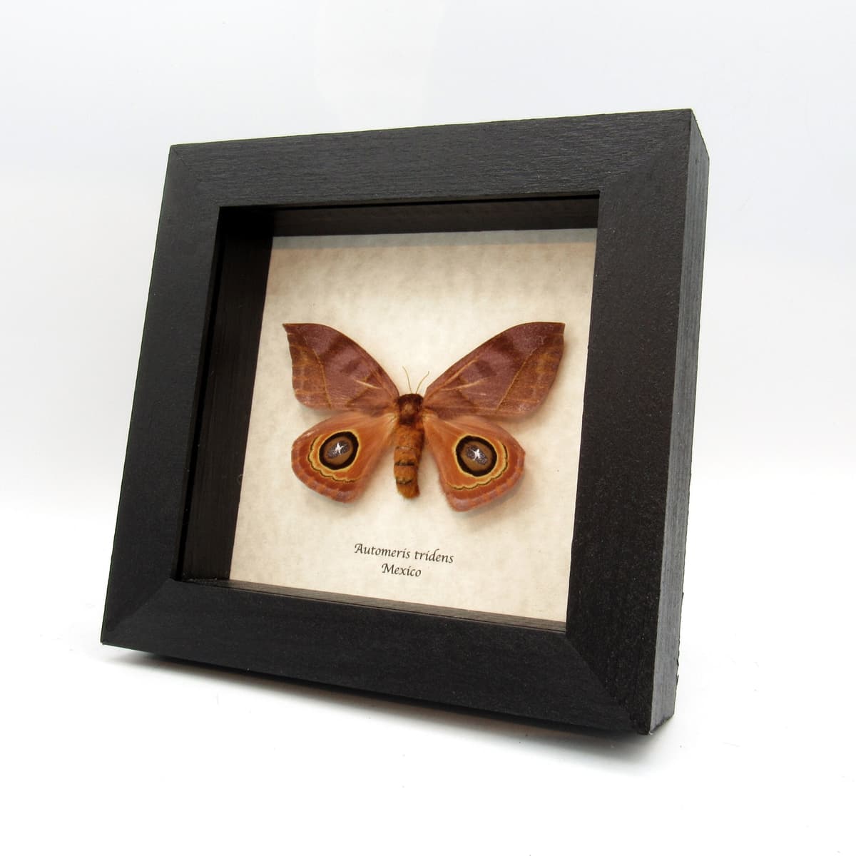 Real Large Saturn moth framed taxidermy - Automeris tridens - female