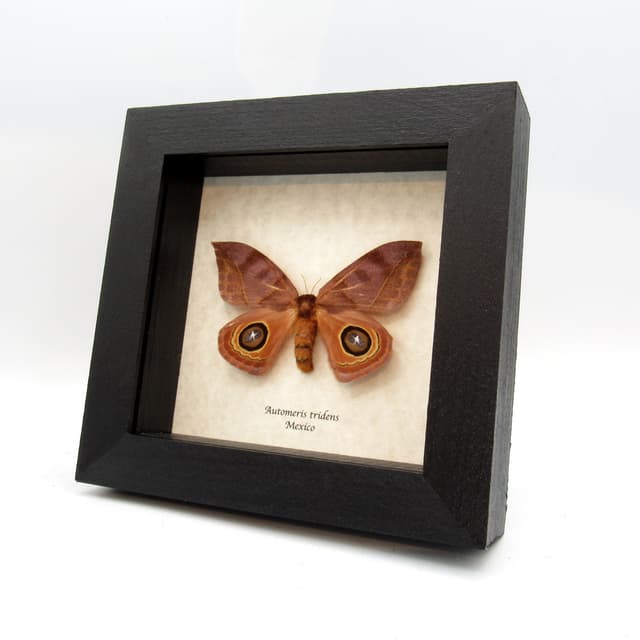 Real Large Saturn moth framed taxidermy - Automeris tridens - female
