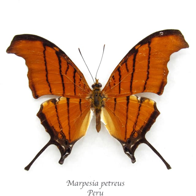 Real Ruddy Daggerwing butterfly framed taxidermy - Marpesia petreus