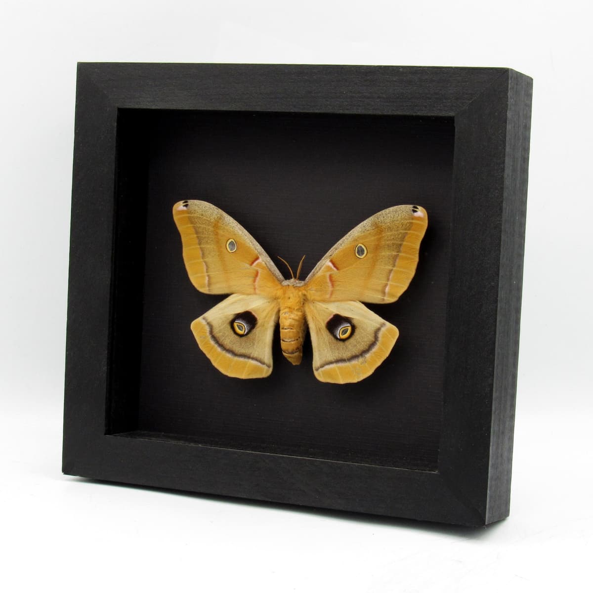Real XL Polyphemus moth framed taxidermy - Antherea polyphemus - female