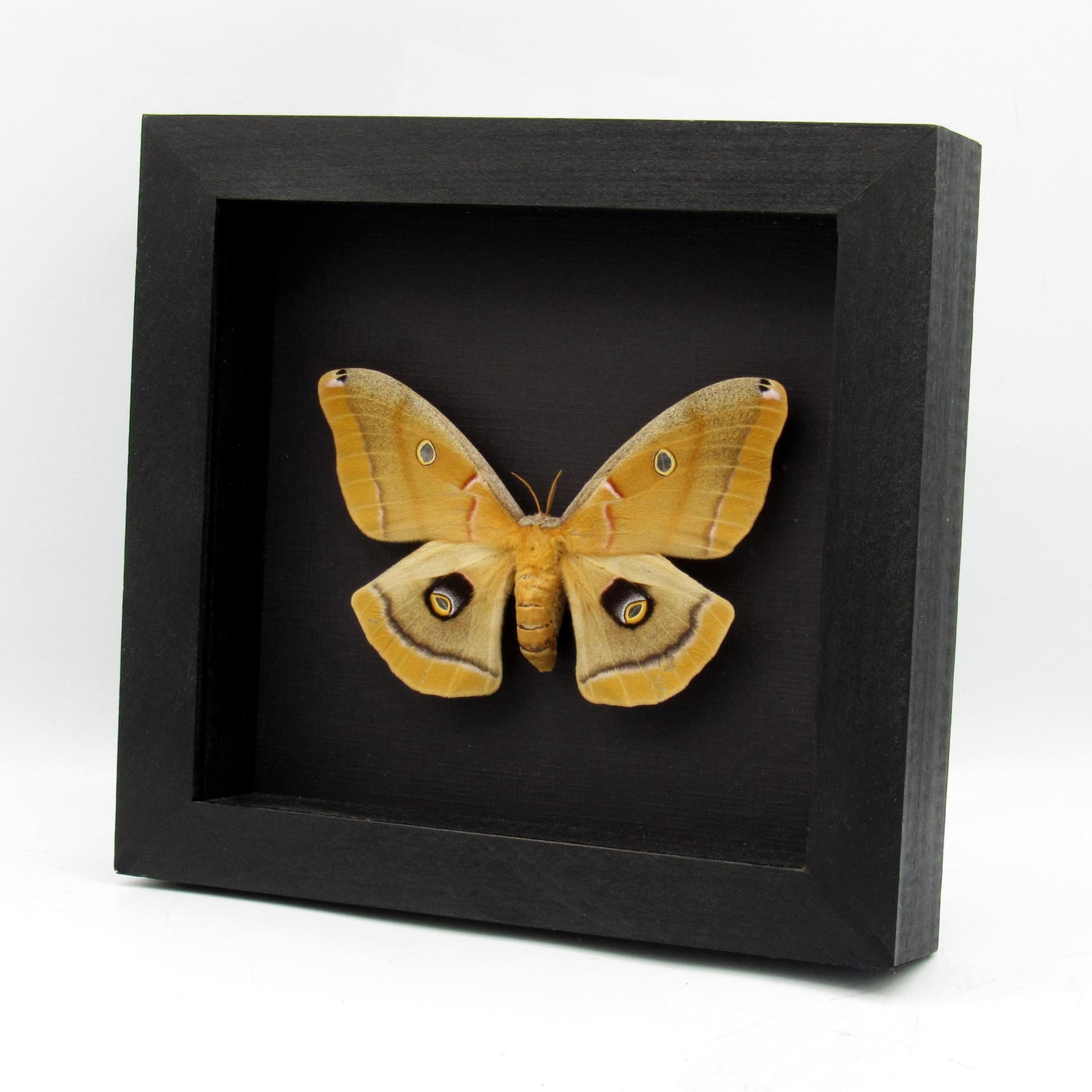 Real XL Polyphemus moth framed taxidermy - Antherea polyphemus - female