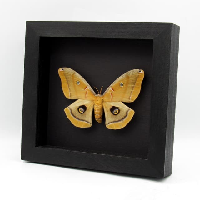 Real XL Polyphemus moth framed taxidermy - Antherea polyphemus - female