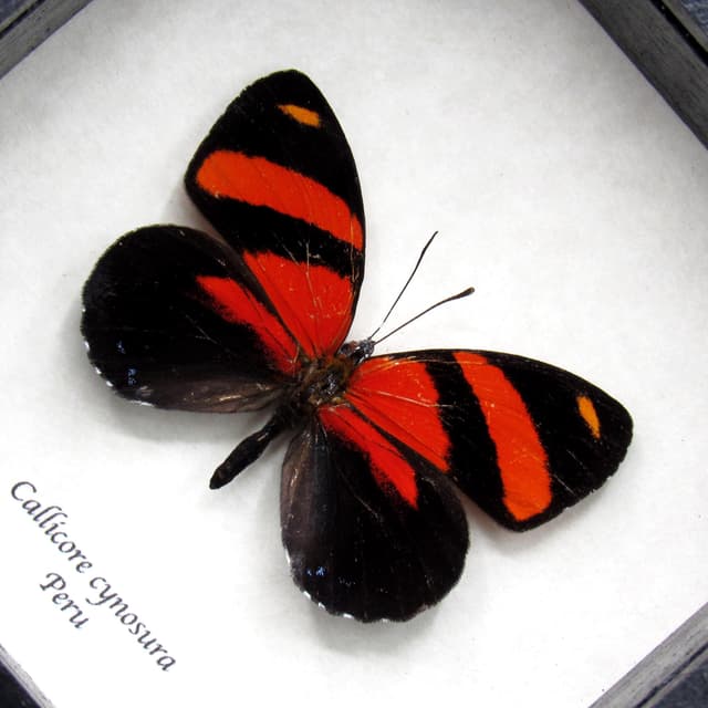 Real red framed butterfly taxidermy - Callicore cynosura