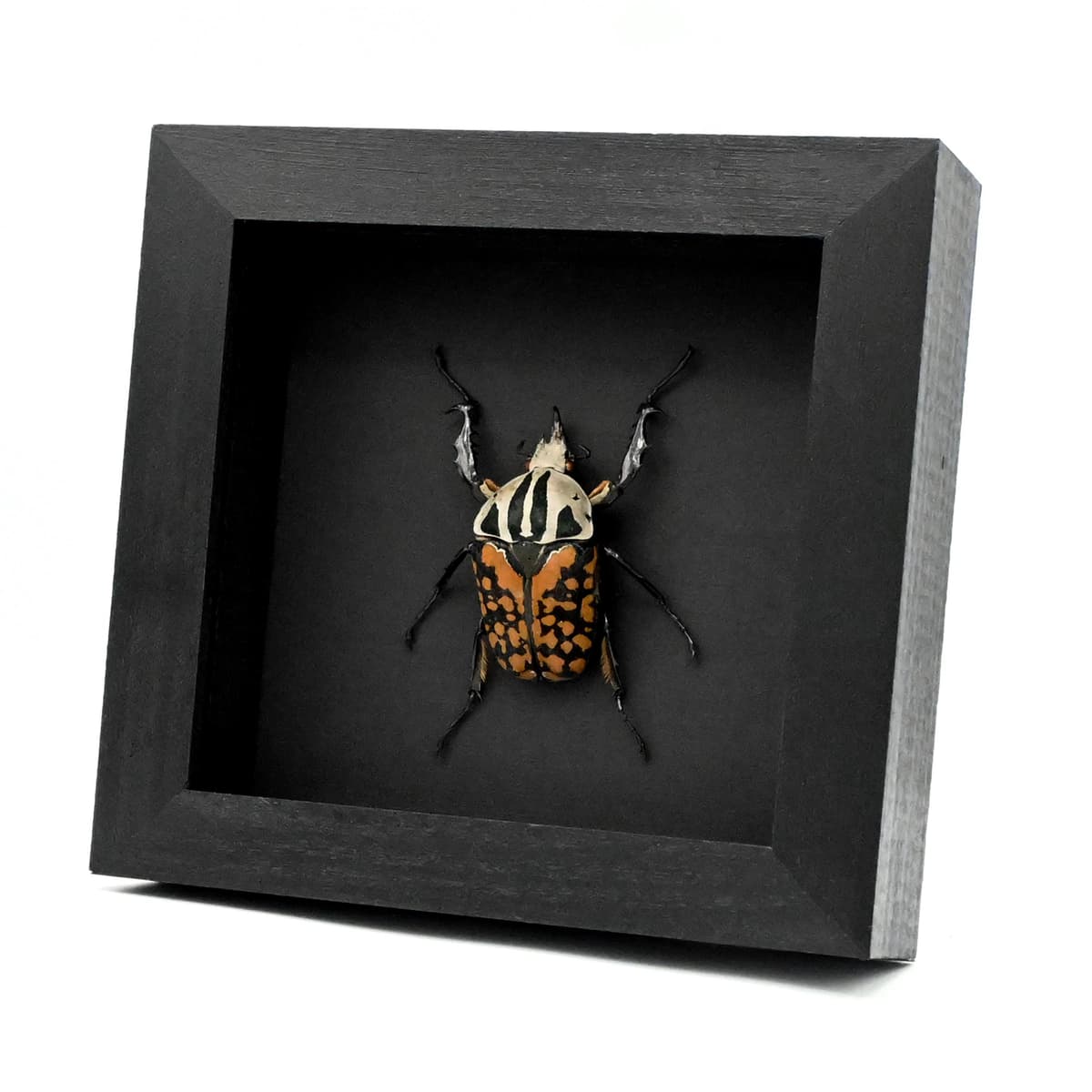 Very large real flower beetle framed taxidermy - Mecynorhina oberthuri decorata - 2