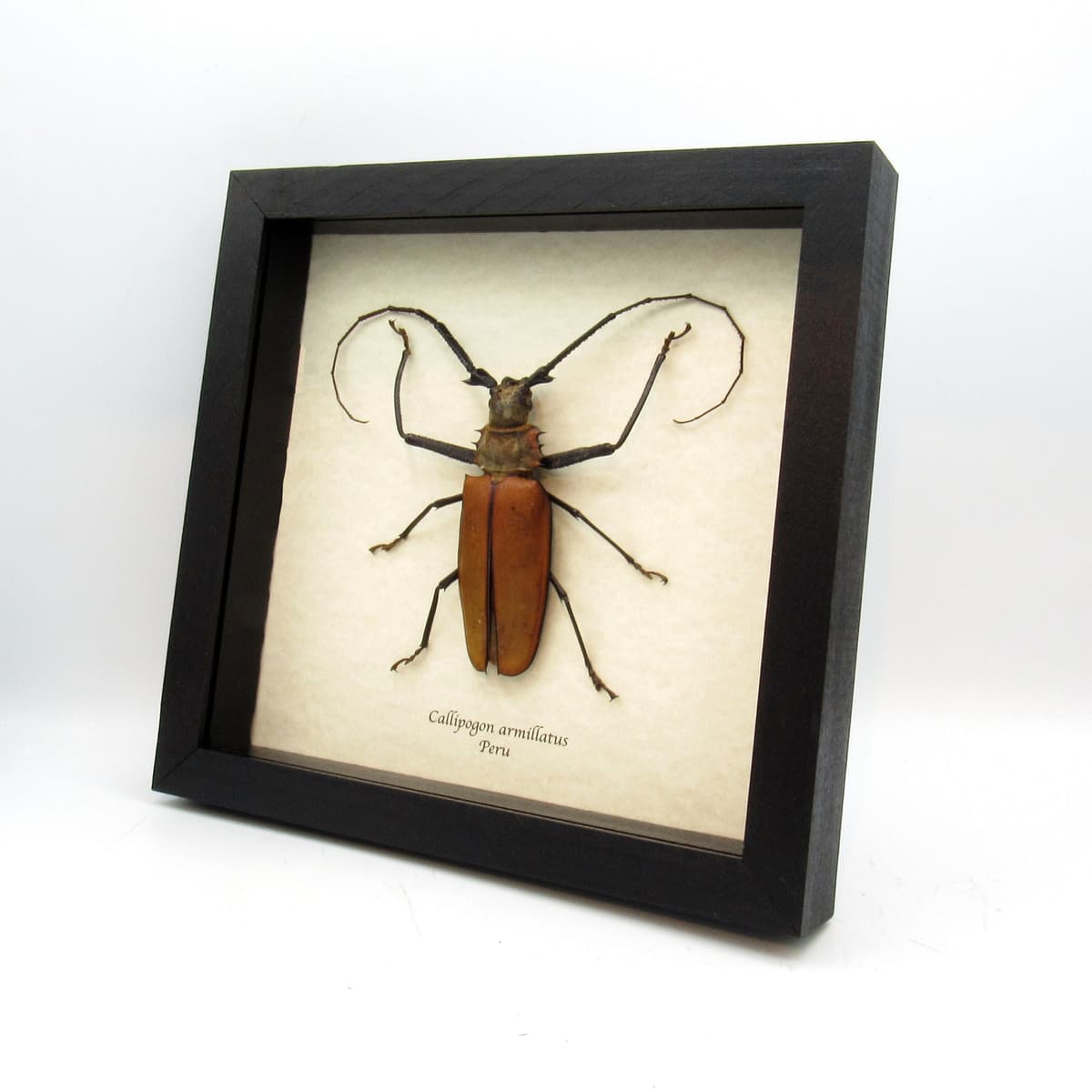 Real Giant Longhorn beetle framed taxidermy - Callipogon armillatus