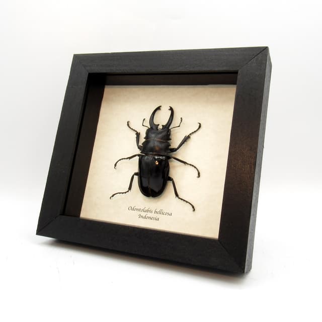 Real Giant Stag beetle framed taxidermy - Odontolabis bellicosa