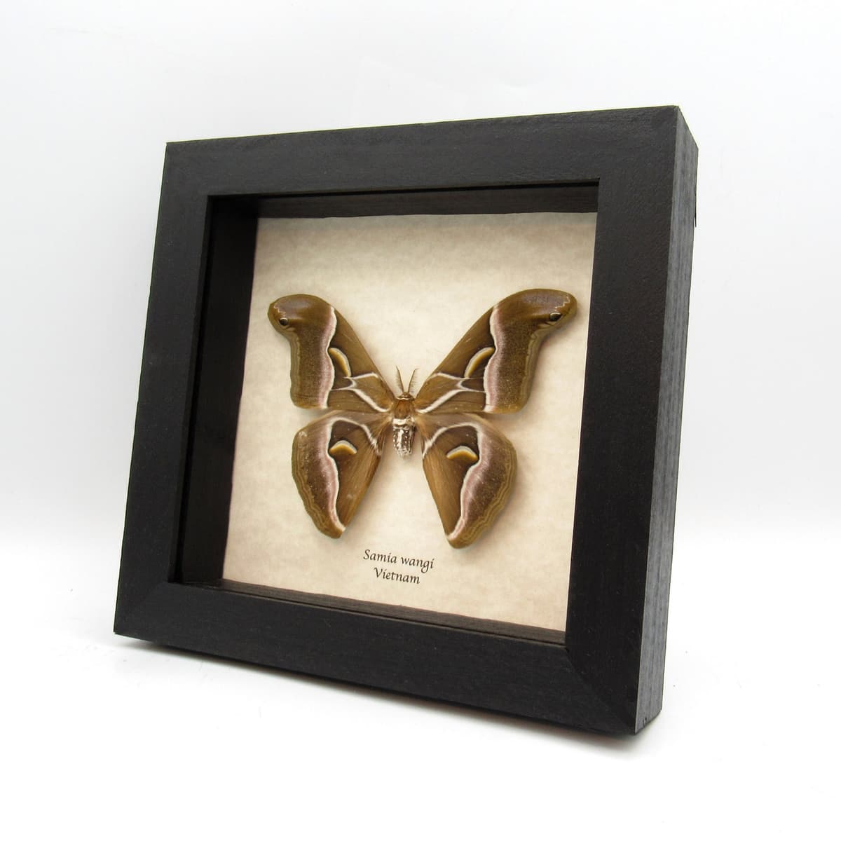 Real Lessor Atlas moth framed taxidermy - Samia wangi