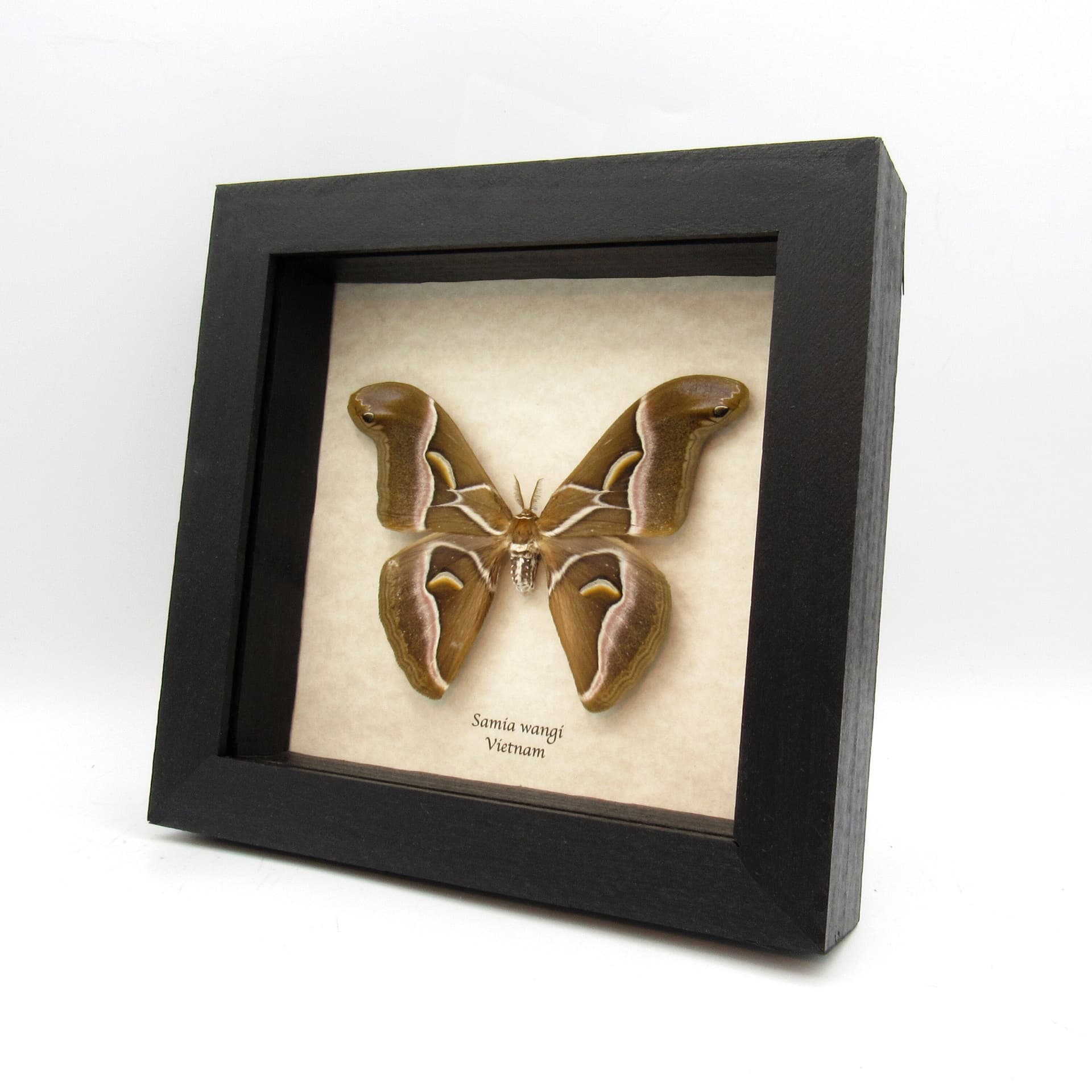 Real Lessor Atlas moth framed taxidermy - Samia wangi