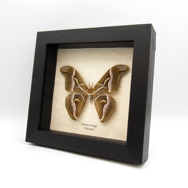 Real Lessor Atlas moth framed taxidermy - Samia wangi