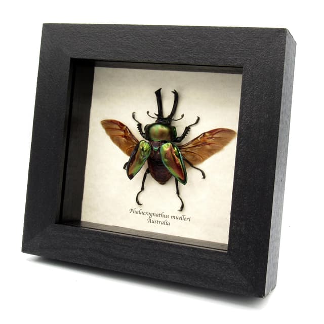 Rare XL Rainbow Stag beetle framed - Phalacrognathus muelleri - minor damage