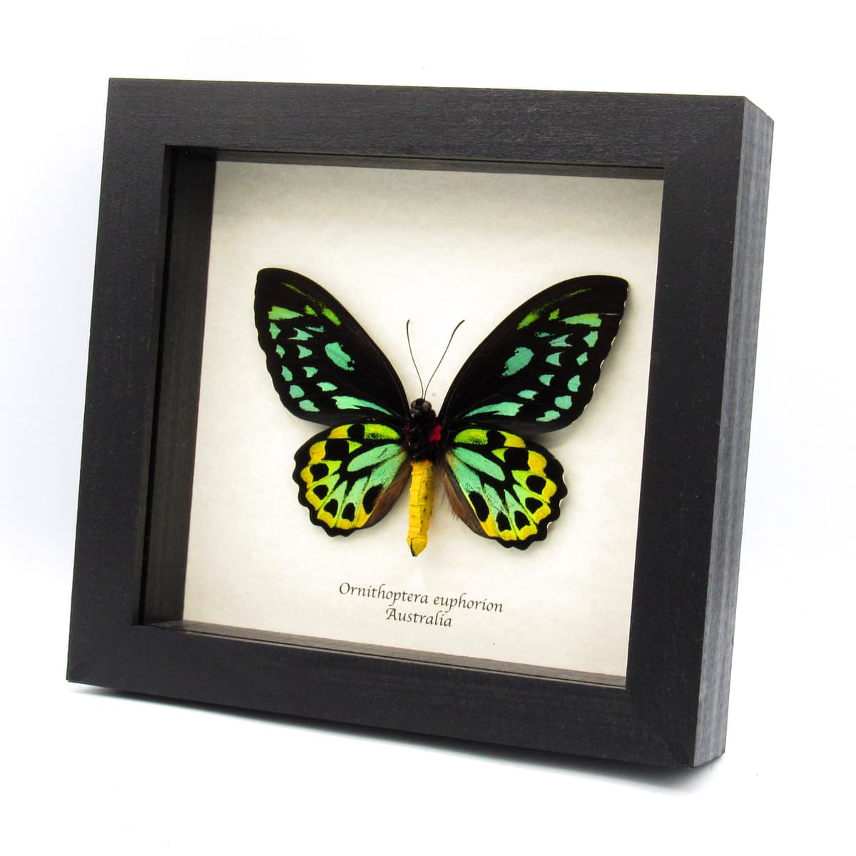 Rare Australian Cairns Birdwing butterfly framed taxidermy - Ornithoptera euphorion