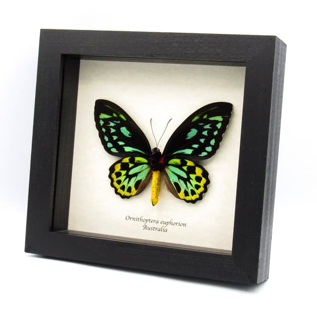 Rare Australian Cairns Birdwing butterfly framed taxidermy - Ornithoptera euphorion