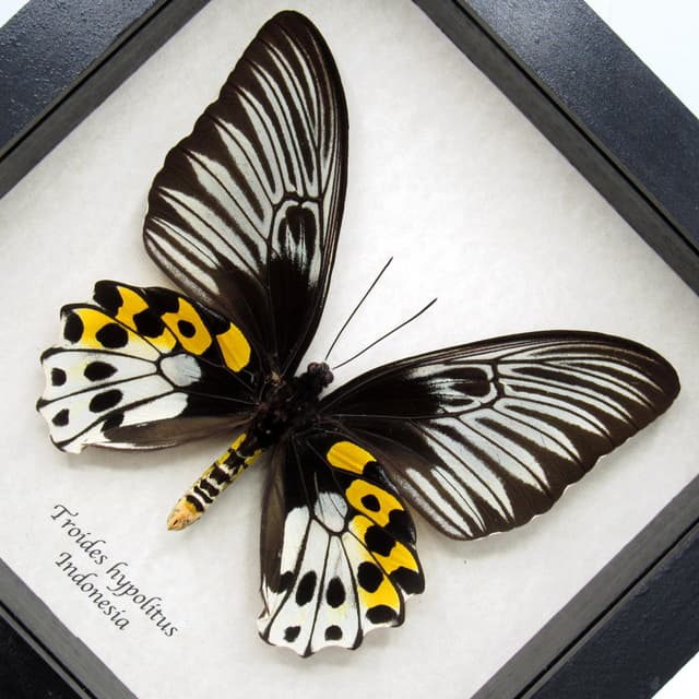 Real XL Birdwing butterfly framed taxidermy - Troides hypolitus - female