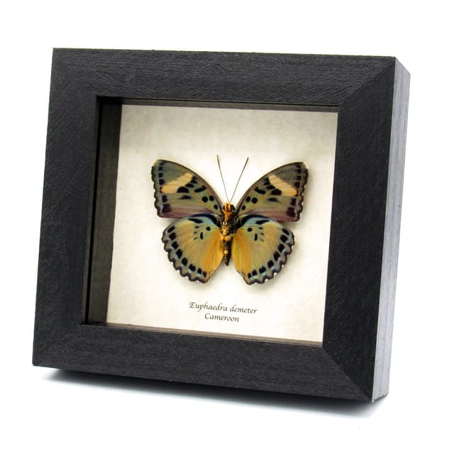Rare Demeter Ceres Forester butterfly framed taxidermy - Euphaedra demeter