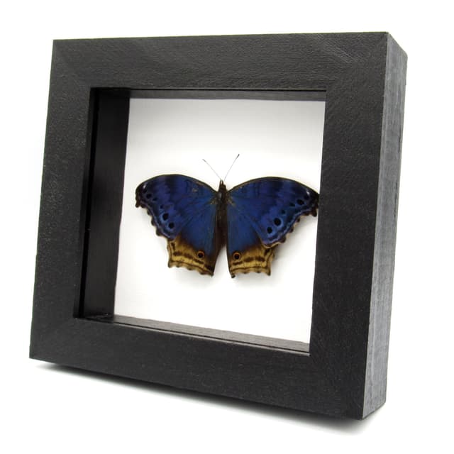 Real Blue Mother of Pearl butterfly framed taxidermy - Protogoniomorpha temora - Victorian mount